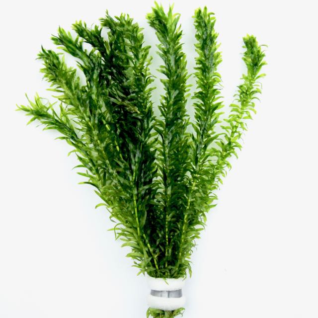 Elodea densa bundel ( geen reclamatie)